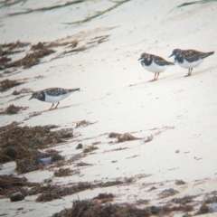 Arenaria interpres (Ruddy Turnstone) at Lord Howe Island Permanent Park - 19 Oct 2023 by Darcy