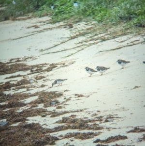 Arenaria interpres at Lord Howe Island Permanent Park - 19 Oct 2023 12:30 PM