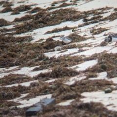 Calidris ruficollis (Red-necked Stint) at Lord Howe Island - 19 Oct 2023 by Darcy