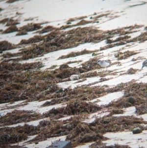 Calidris ruficollis at Lord Howe Island Permanent Park - 19 Oct 2023 12:30 PM