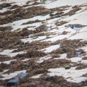 Calidris ruficollis at Lord Howe Island Permanent Park - 19 Oct 2023