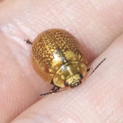 Paropsisterna cloelia (Eucalyptus variegated beetle) at Strathnairn, ACT - 22 Nov 2023 by AlisonMilton