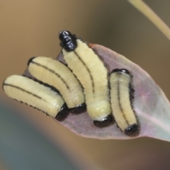 Paropsisterna cloelia at Strathnairn, ACT - 22 Nov 2023