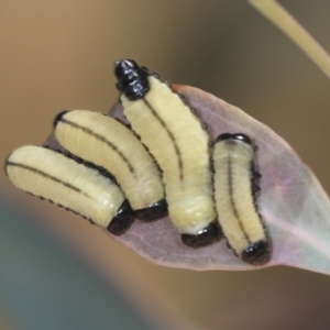 Paropsisterna cloelia at Strathnairn, ACT - 22 Nov 2023 09:39 AM