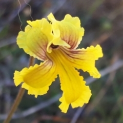 Goodenia paradoxa (Spur Goodenia) at Yaouk, NSW - 19 Nov 2023 by JARS