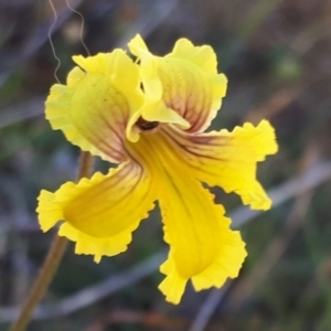 Goodenia paradoxa at Yaouk, NSW - 19 Nov 2023