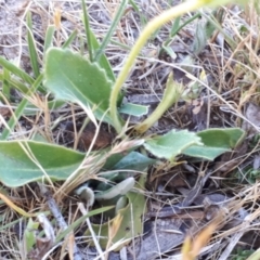 Goodenia paradoxa at Yaouk, NSW - suppressed