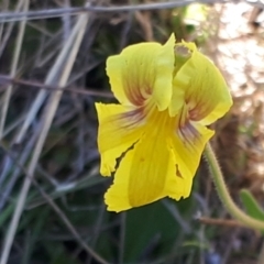 Goodenia paradoxa at Yaouk, NSW - suppressed