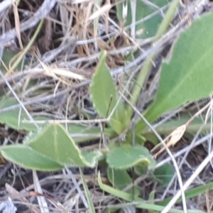 Goodenia paradoxa at Yaouk, NSW - suppressed