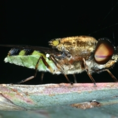 Odontomyia hunteri at Mount Ainslie - 30 Dec 2022