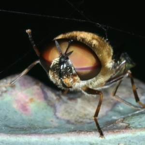 Odontomyia hunteri at Mount Ainslie - 30 Dec 2022