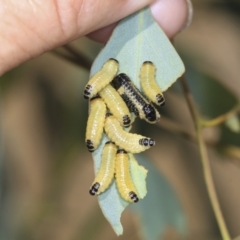 Paropsis atomaria (Eucalyptus leaf beetle) at Strathnairn, ACT - 21 Nov 2023 by AlisonMilton