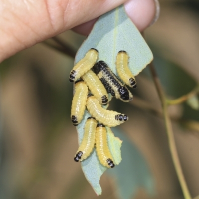 Paropsis atomaria (Eucalyptus leaf beetle) at Strathnairn, ACT - 22 Nov 2023 by AlisonMilton