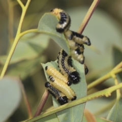 Paropsis atomaria at Strathnairn, ACT - 22 Nov 2023