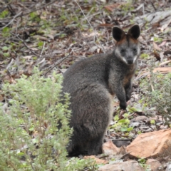 Wallabia bicolor (Swamp Wallaby) at ANBG - 22 Nov 2023 by HelenCross