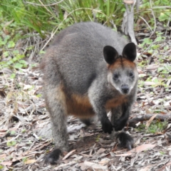 Wallabia bicolor at ANBG - 22 Nov 2023 03:56 PM