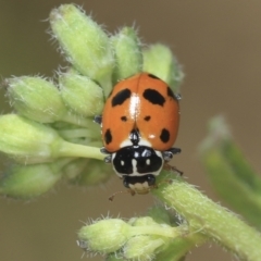 Hippodamia variegata (Spotted Amber Ladybird) at Strathnairn, ACT - 22 Nov 2023 by AlisonMilton