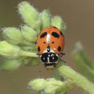 Hippodamia variegata (Spotted Amber Ladybird) at Strathnairn, ACT - 22 Nov 2023 by AlisonMilton