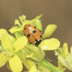 Hippodamia variegata at Strathnairn, ACT - 22 Nov 2023 10:20 AM