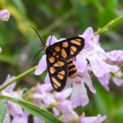 Amata (genus) at ANBG - 22 Nov 2023