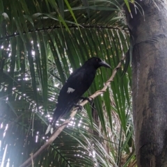 Strepera graculina crissalis (Lord Howe Pied Currawong) at Lord Howe Island - 19 Oct 2023 by Darcy