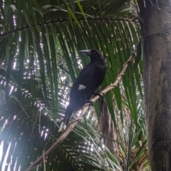 Strepera graculina crissalis at Lord Howe Island Permanent Park - 19 Oct 2023 12:51 PM