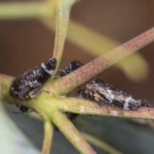 Eurypella tasmaniensis at Macnamara, ACT - 22 Nov 2023