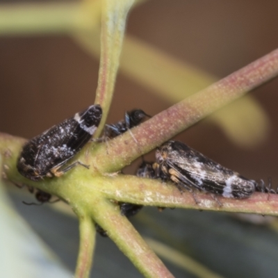 Eurypella tasmaniensis (Eurypella tasmaniensis) at Strathnairn, ACT - 22 Nov 2023 by AlisonMilton