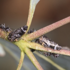 Eurypella tasmaniensis at Macnamara, ACT - 22 Nov 2023