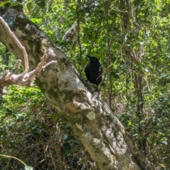 Strepera graculina crissalis (Lord Howe Pied Currawong) at Lord Howe Island, NSW - 19 Oct 2023 by Darcy