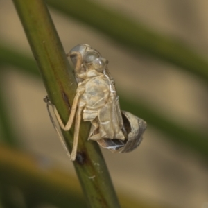 Anisoptera (suborder) at Strathnairn, ACT - 22 Nov 2023 10:40 AM