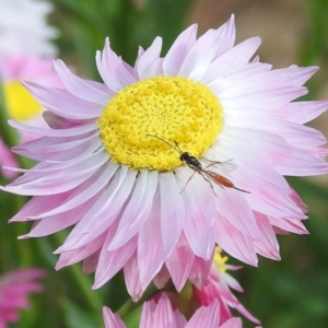 Ichneumonidae (family) at ANBG - 22 Nov 2023