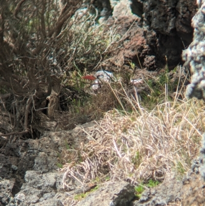 Phaethon rubricauda (Red-tailed Tropicbird) at Lord Howe Island Permanent Park - 19 Oct 2023 by Darcy