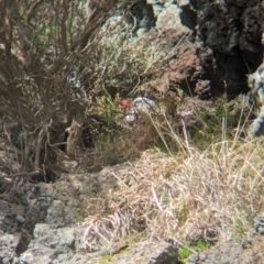 Phaethon rubricauda at Lord Howe Island Permanent Park - 19 Oct 2023