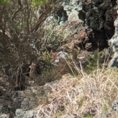 Phaethon rubricauda at Lord Howe Island Permanent Park - 19 Oct 2023 01:40 PM