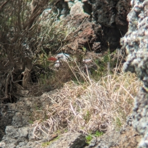 Phaethon rubricauda at Lord Howe Island Permanent Park - 19 Oct 2023 01:40 PM