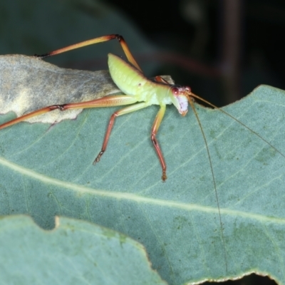 Torbia viridissima (Gum Leaf Katydid) at Majura, ACT - 30 Dec 2022 by jb2602