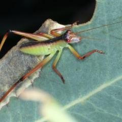 Torbia viridissima at Mount Ainslie - 30 Dec 2022