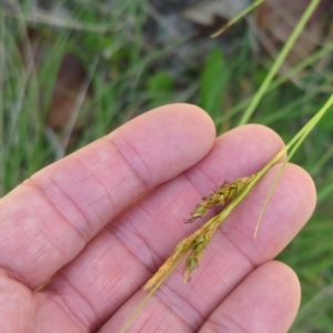 Carex polyantha at Micalong Gorge - 17 Nov 2023 12:30 PM