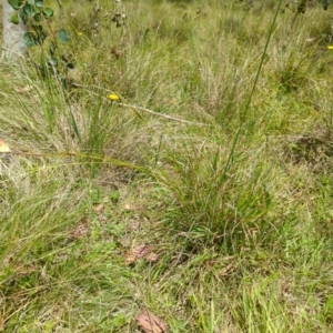 Carex polyantha at Micalong Gorge - 17 Nov 2023 12:30 PM