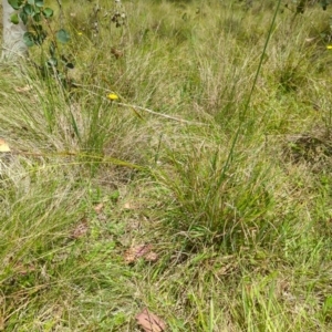 Carex polyantha at Micalong Gorge - 17 Nov 2023