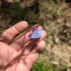 Wahlenbergia sp. (Bluebell) at Micalong Gorge - 17 Nov 2023 by brettguy80