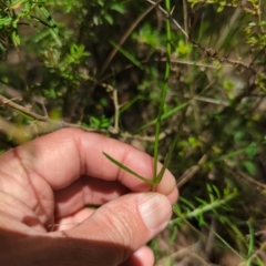 Wahlenbergia sp. at Wee Jasper, NSW - 17 Nov 2023