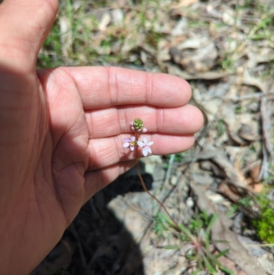 Stylidium graminifolium (Grass Triggerplant) at Wee Jasper, NSW - 17 Nov 2023 by brettguy80