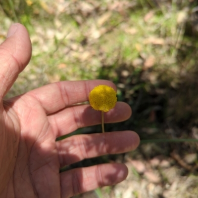 Craspedia variabilis (Common Billy Buttons) at Wee Jasper, NSW - 17 Nov 2023 by brettguy80