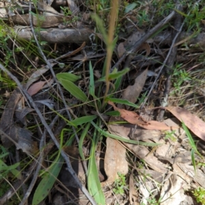 Craspedia variabilis at Wee Jasper, NSW - 17 Nov 2023