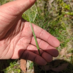 Deyeuxia quadriseta (Reed Bent) at Micalong Gorge - 17 Nov 2023 by brettguy80