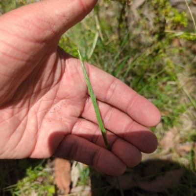 Deyeuxia quadriseta (Reed Bent) at Micalong Gorge - 17 Nov 2023 by brettguy80