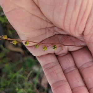 Drosera auriculata at Wee Jasper, NSW - 17 Nov 2023