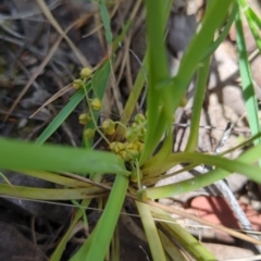 Lomandra filiformis subsp. coriacea (Wattle Matrush) at Micalong Gorge - 17 Nov 2023 by brettguy80